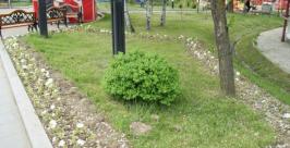 Кустарник в детском парке Гайдара Петр Молотов, РИА AmurMedia