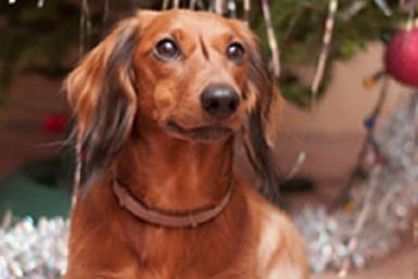 Такса Скриншот