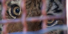 Роскошь за решеткой WWF России