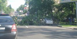 Дерево упало на дорогу в Хабаровске Лиля Федосеева
