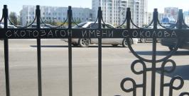 &quotСкотозагон Соколова&quot в Хабаровске Анна Харченко, РИА AmurMedia