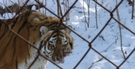 Знаменитому амурскому тигру Жорику в Хабаровском крае будут искать невесту ИА AmurMedia