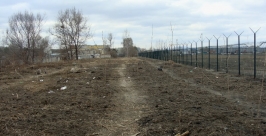 Экологи проверят, насколько прижились новые деревья Анна Незнанова