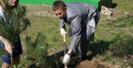 Посадка деревьев Илья Аверин