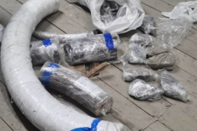 Бивни мамонта Предоставлено пресс-службой Хабаровской таможни
