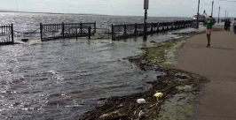 Вода принесла тину на набережную Комсомольска Рустам Сулейманов