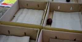 Продукты исчезают с прилавков магазинов Комсомольска-на-Амуре буквально на глазах Роман Федоров