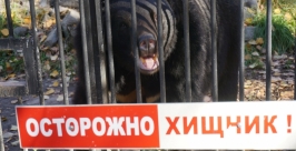 Гималайский медведь Мира Василькова ИА AmurMedia