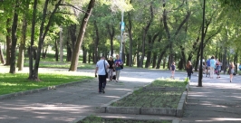 Цветочный наряд Хабаровска обновится к концу недели Анастасия Афанасенко