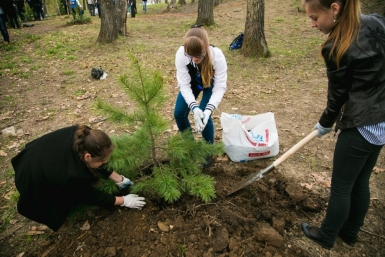 Более 33,5 тысяч деревьев высадят в Хабаровском крае во &quotВсероссийский день посадки леса&quot Пресс-служба губернатора и правительства Хабаровского края