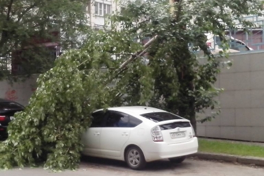 Огромное дерево упало на машину в центре Хабаровска &quotВести-Хабаровск&quot