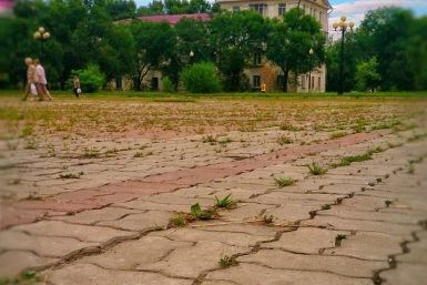 Семена травы под плиткой на площадях Хабаровска – причина ее буйного роста – Устинов Ольга Григорьева