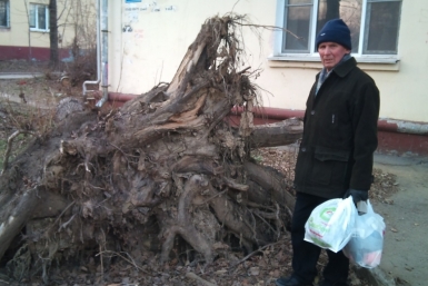 Рухнувший от июльского урагана тополь до сих пор &quotУкрашает&quot двор в авиагородке Хабаровска Ко Виктория, ИА AmurMedia