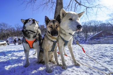 Гонки на ездовых собаках Кузора Валерия, PrimaMedia