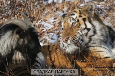 Мюзикл о дружбе Амура и Тимура покажут в хабаровском театре  Приморский сафари-парк
