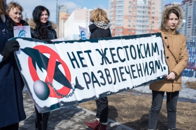 Зоозащита Хабаровска выступила против дельфинов в хлорированной воде Корр. ИА AmurMedia